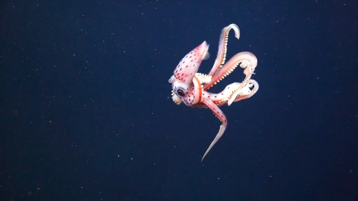 WanderingWond13's tweet photo. @SchmidtOcean 2020 #DeepCoralAdventure #OzOceans2020 #NingalooCanyons #SchoolsOutScience #VisioningCoralSea #EdgeGBR https://t.co/g5PtYWumRO