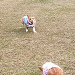 ツイートに含まれる画像