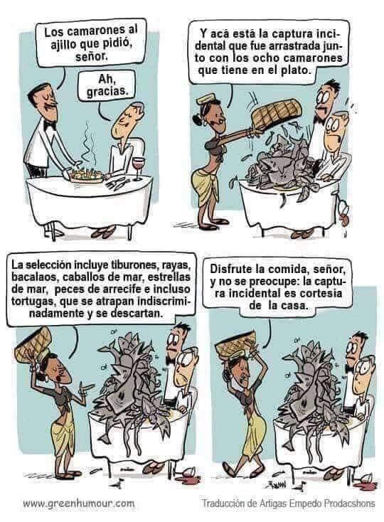 cymbrogifutures's tweet image. Imagine if restaurants did this. Along with your garlic prawns, you also get served the incidental catch ‘on the house’ - how quickly would we change our habits and/or check the provenance? #sustainablesource #sustainablefood #sustainableplanet