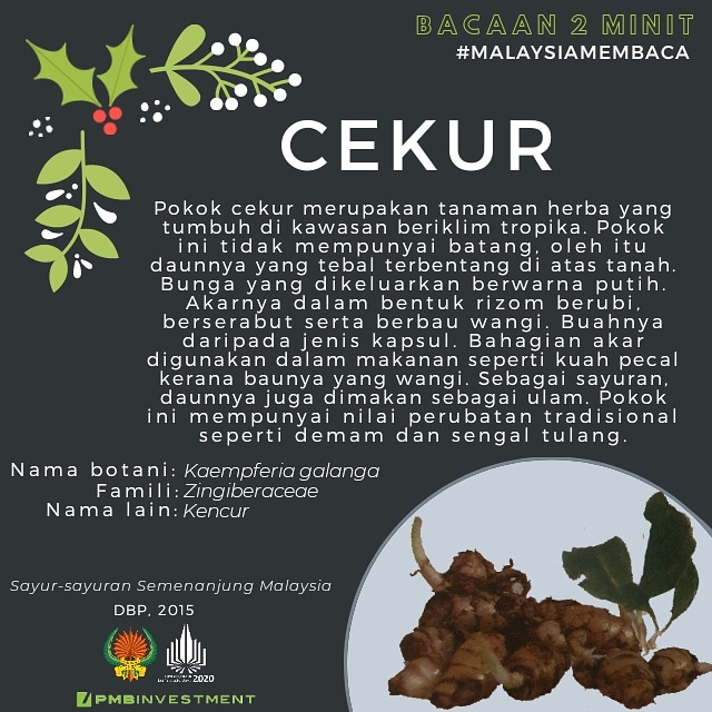 ubat untuk kucing muntah cacing   0