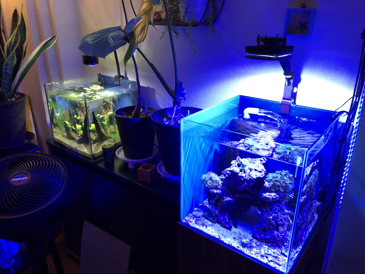 Uzivatel イセケヌ Na Twitteru さらに室内に目をやると海水水槽 淡水水槽 そして無数の観葉植物がお癒し オーラを出してるんだぜ どんだけ癒しが必要なのか俺ちゃんは ていうか仕事部屋の半分しか人間の活動スペースが残されてねえ Uzivatel イセケヌ Na Twitteru さらに室内に目をやると海水水槽 淡水水槽 そして無数の観葉植物がお癒し オーラを出してるんだぜ どんだけ癒しが必要なのか俺ちゃんは ていうか仕事部屋の半分しか人間の活動スペースが残されてねえ