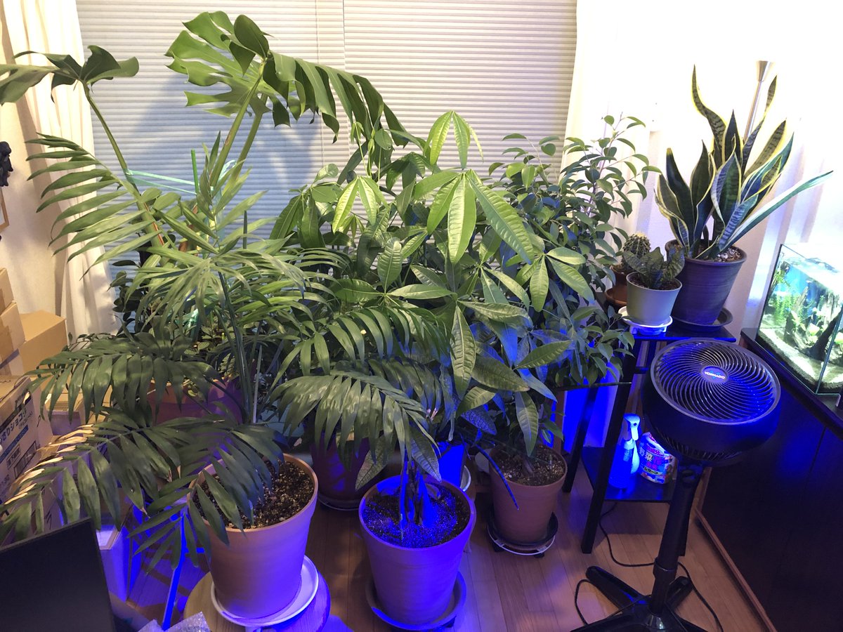 イセケヌ さらに室内に目をやると海水水槽 淡水水槽 そして無数の観葉植物がお癒しオーラを出してるんだぜ どんだけ癒し が必要なのか俺ちゃんは ていうか仕事部屋の半分しか人間の活動スペースが残されてねえ イセケヌ さらに室内に目をやると海水水槽 淡水水槽 そして無数の観葉植物がお癒しオーラを出してるんだぜ どんだけ癒し が必要なのか俺ちゃんは ていうか仕事部屋の半分しか人間の活動スペースが残されてねえ