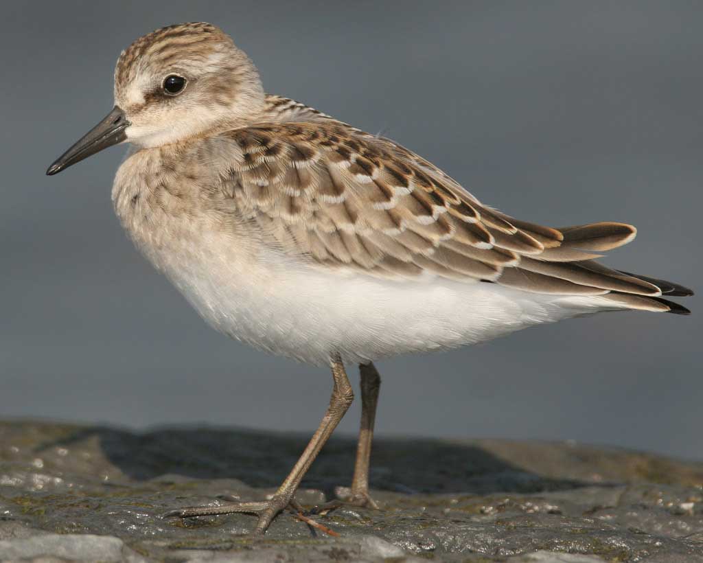 Oversummering #shorebirds compensate for the loss of a breeding opportunity with higher annual survival. Cool study by @eveconnection et al in @BioMedCentral Movement Ecology.  #openaccess #ornithology

doi.org/10.1186/s40462…
