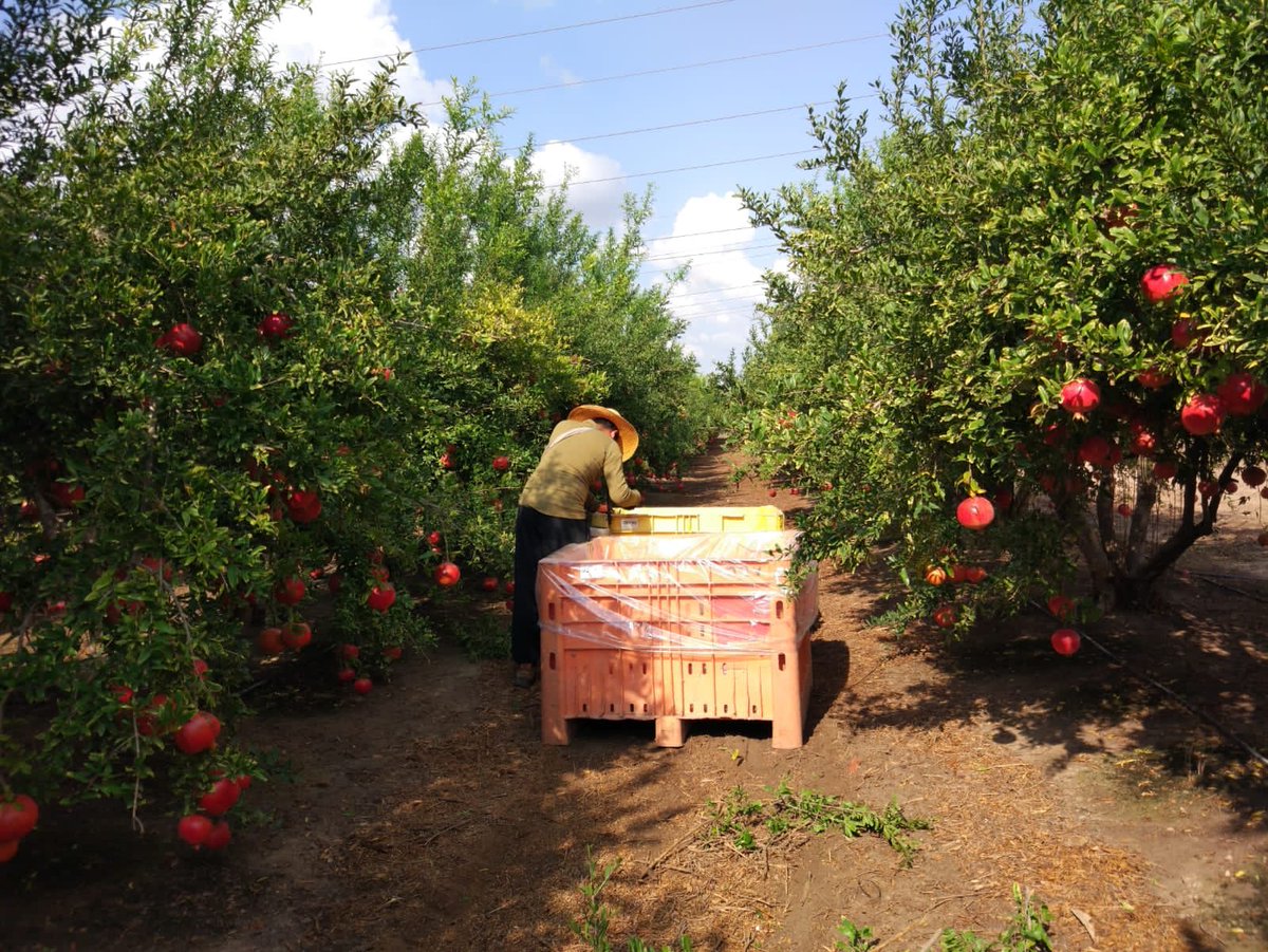 DanAlluf's tweet image. Pomegranate harvest to post harvest was our 🇮🇳🇮🇱 knowledge transfer training this week. I’ll share the link shortly. #IIAP @MATCShefayim @Brihamadev_emb