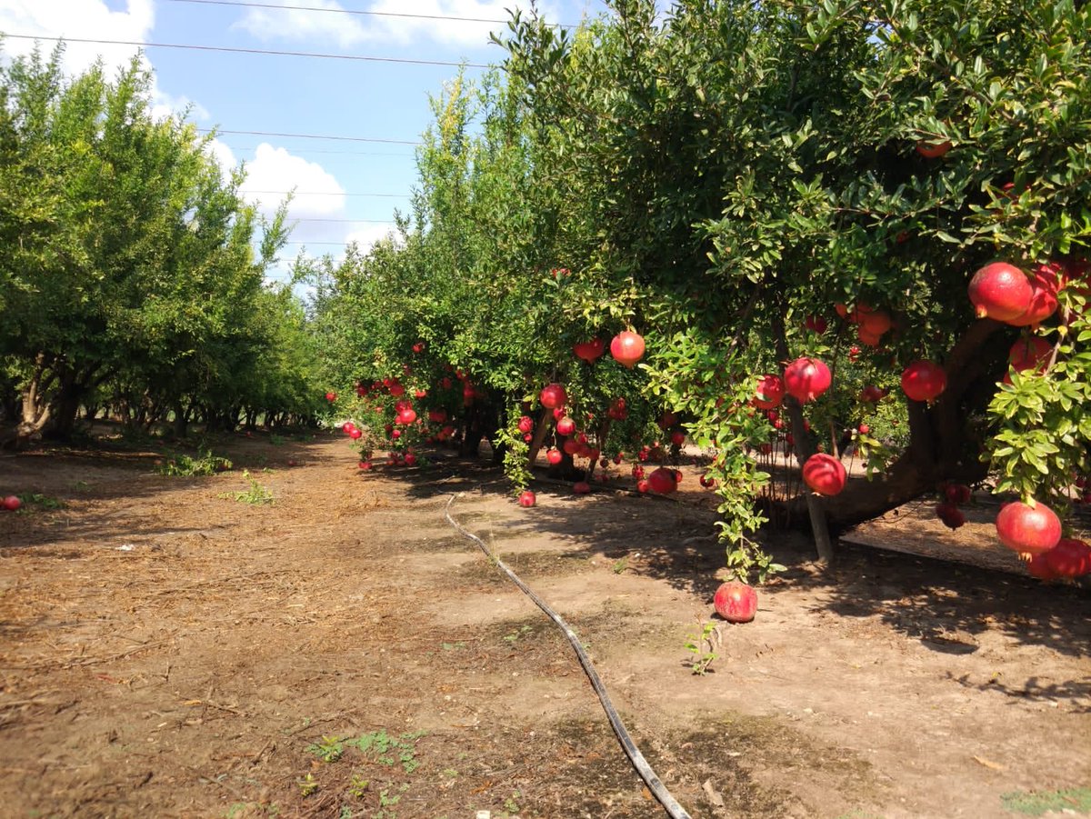 DanAlluf's tweet image. Pomegranate harvest to post harvest was our 🇮🇳🇮🇱 knowledge transfer training this week. I’ll share the link shortly. #IIAP @MATCShefayim @Brihamadev_emb