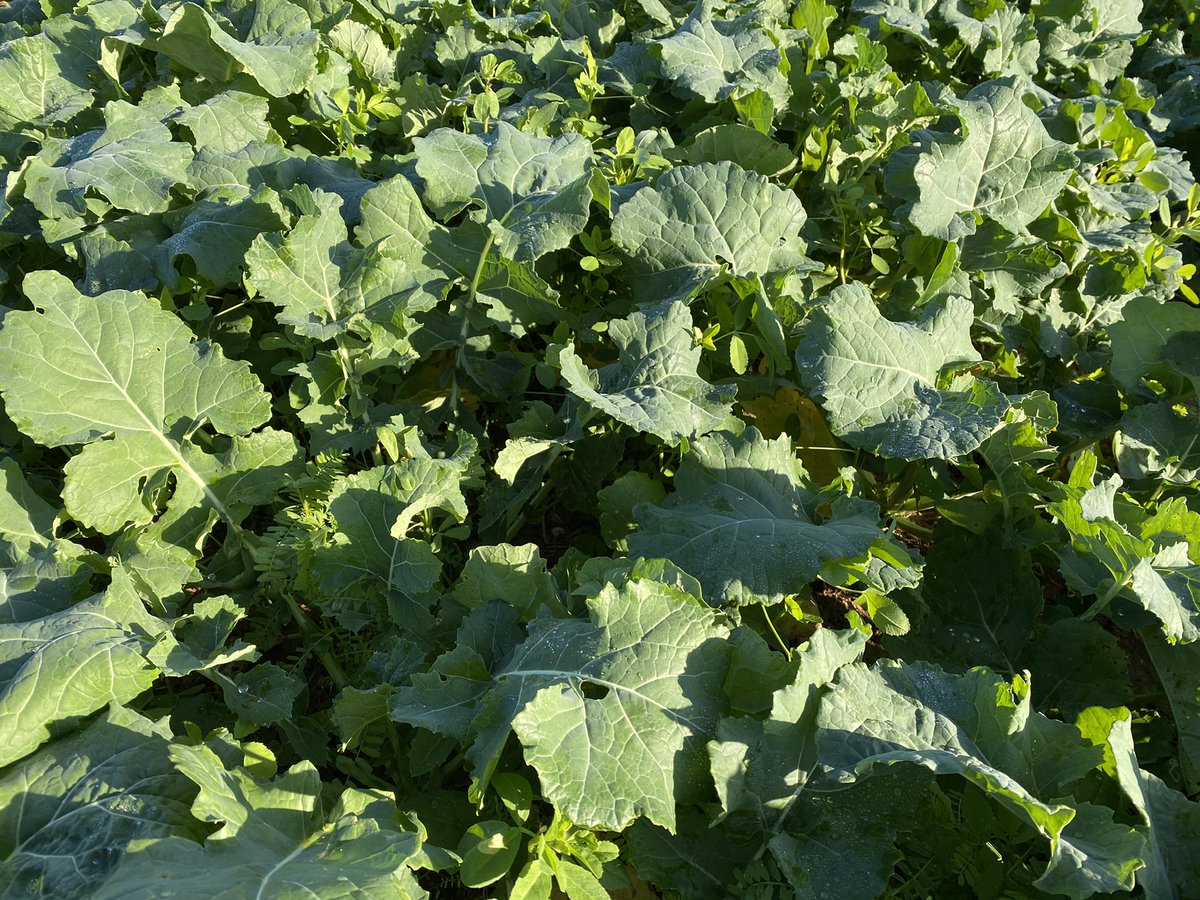 Val’epi, service agronomie tweet media