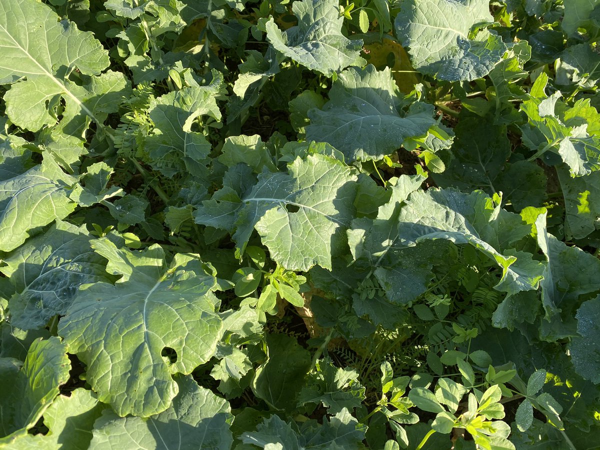 Val’epi, service agronomie tweet media