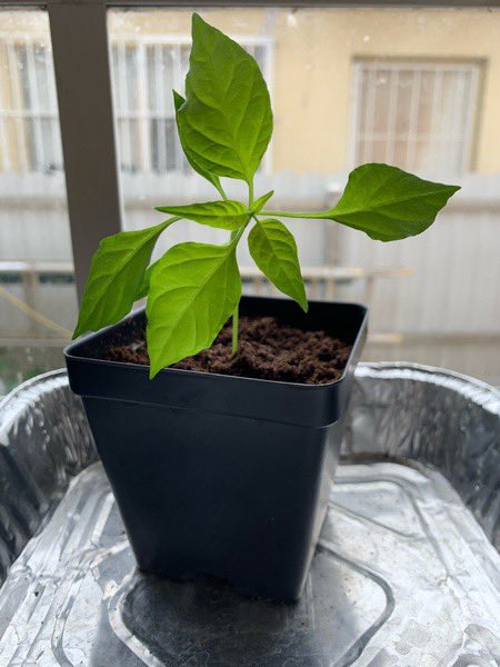 Monique Salazar, Ph.D tweet media