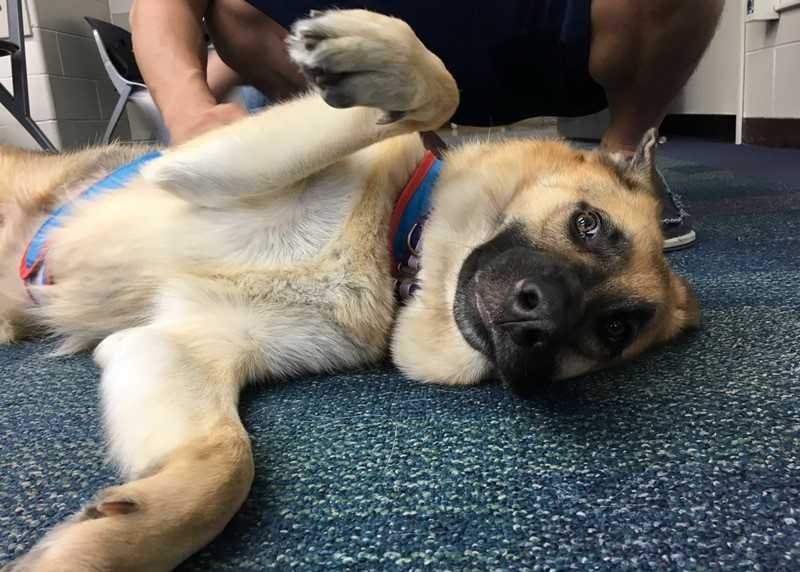 GoodDogTherapy's tweet photo. It's been a stressful few days for many people. Please enjoy these photos of Good Dog Fonzie looking especially cute. #election2020 #dogshelp https://t.co/J1cAExN7oJ