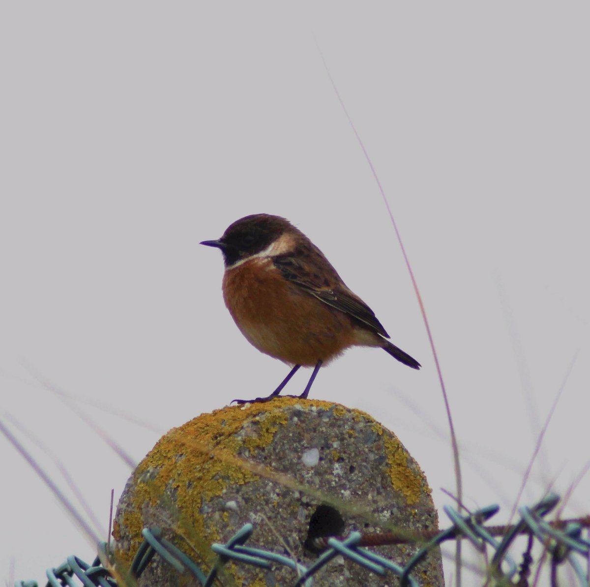 A stunning Stonechat on North Bull Island today at the sand dunnes. I think it’s a male 💖 #birdphotography  #birding #wildlifephotography #nature #NaturePhotography #stonechat #bullisland