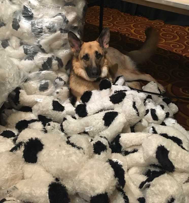GoodDogTherapy's tweet photo. It's been a stressful few days for many people. Please enjoy these photos of Good Dog Fonzie looking especially cute. #election2020 #dogshelp https://t.co/J1cAExN7oJ