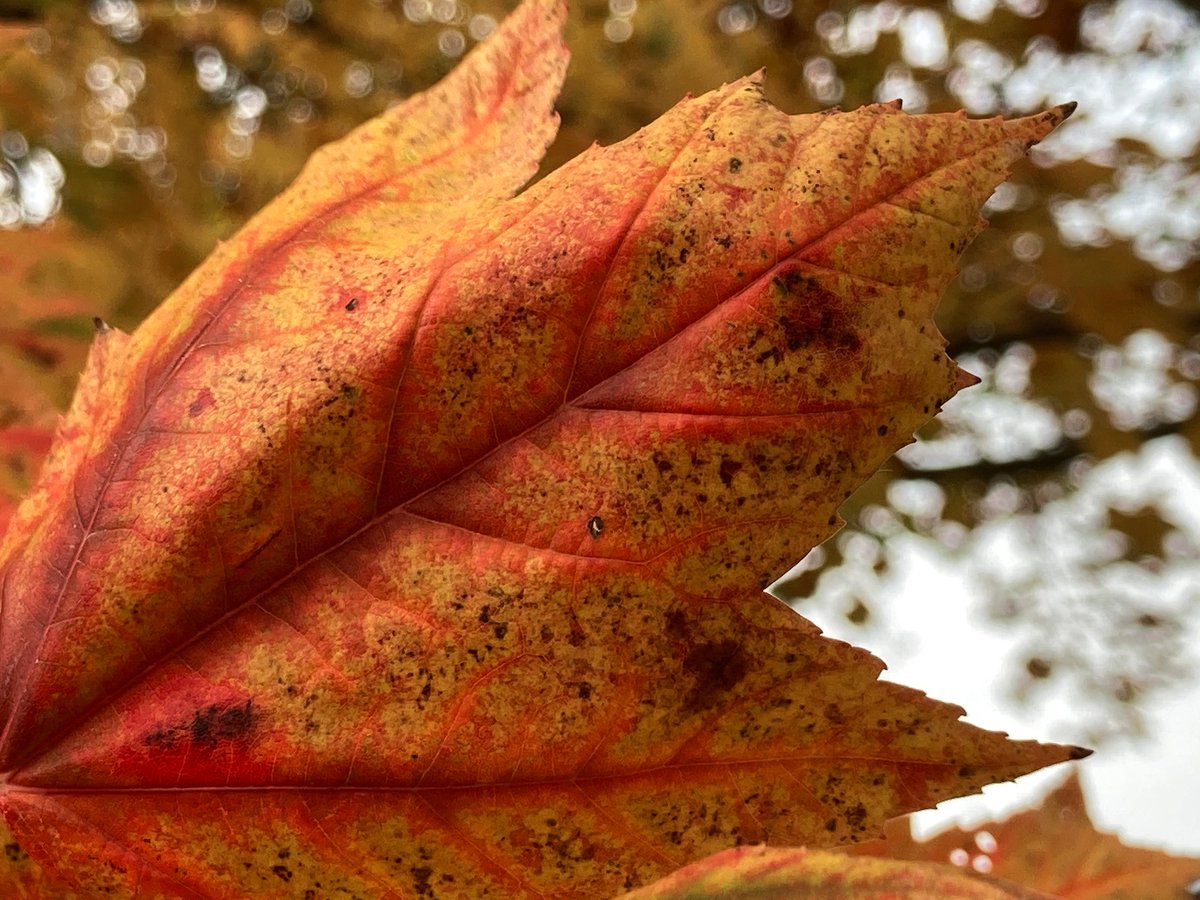 ONUArtandDesign's tweet photo. Fall is a beautiful time of year at #OhioNorthern. Take a look at the fall colors near the Wilson Art Center. #fallcolors2020
Learn more about our areas of study and schedule your visit to Ohio Northern!
Schedule your visit today:
https://t.co/qBQDRJlmAr https://t.co/Va1E6Y7ShQ