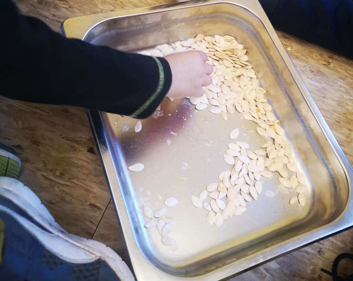 MsGiovannaSalas's tweet photo. Bye bye Chappy Jackson. It was nice to meet you and learn with you, now we will count your seeds and we will grow a pumpkin plant with them. #inquirybasedlearning, #Fdk https://t.co/KblyWYCaLO