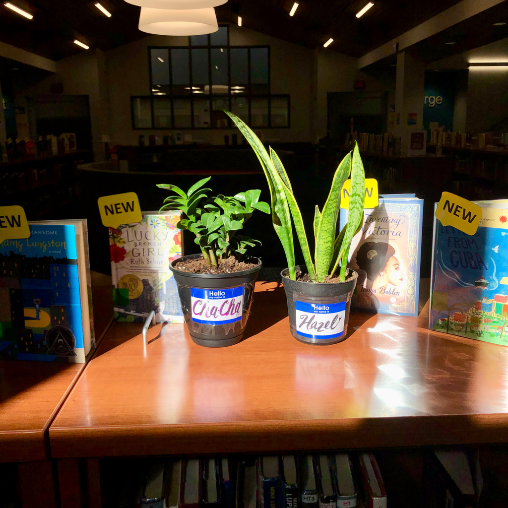 shanlalexander's tweet photo. I don't really have words for today. But look how happy my plants are. They went on a field trip to enjoy the sunshine on this bookshelf at work.

Soak it in. Take in as much goodness as you can.

#hazelandchacha #plantbabies #plantsinthelibrary #booksandplants #soakupthesun https://t.co/ladRJdngQC
