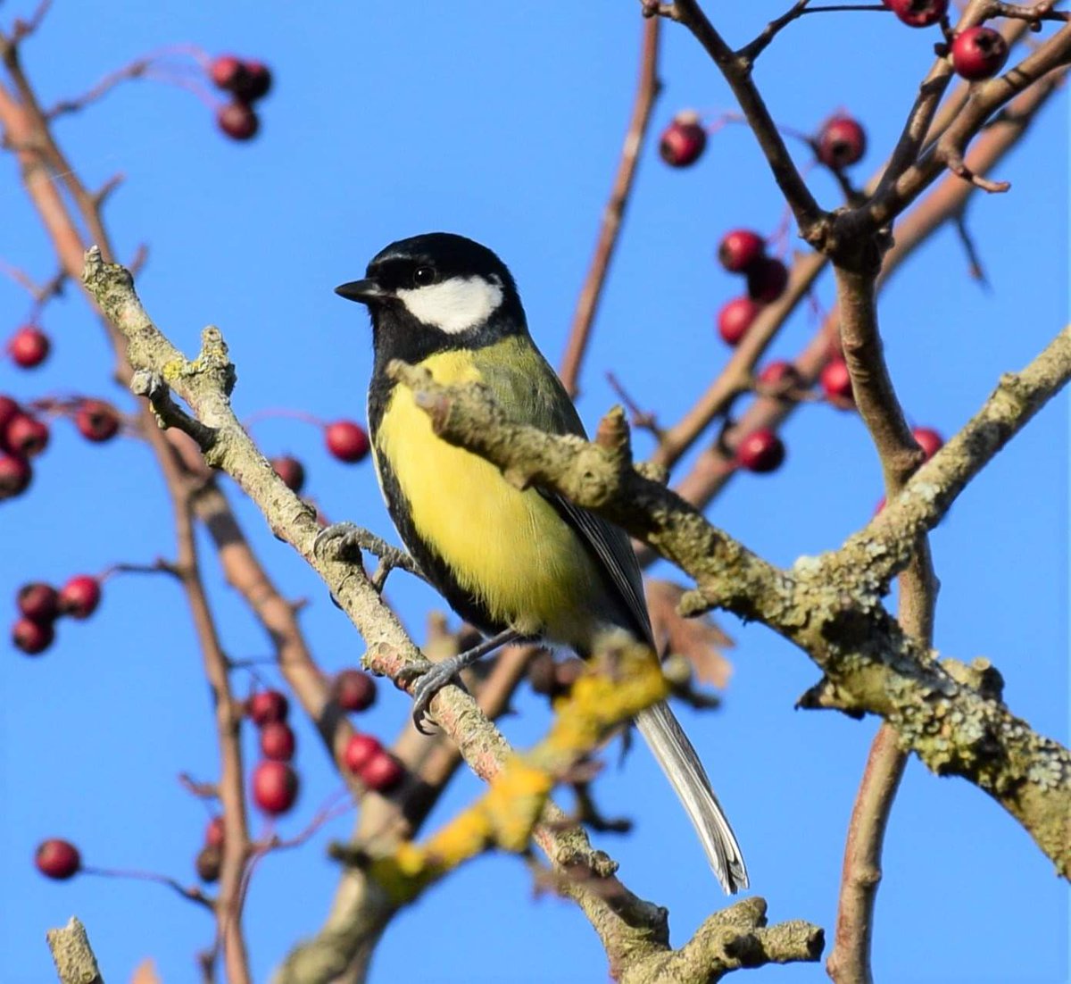 OTLFurtography's tweet photo. Today's 30 min nature walk yeilded so much!  #photography #Autumn #autumnvibes #photograghy #NationalStressAwarenessDay #mothernature #birding #birdphotography #bird #picoftheday @Shanks1Scotland @The_PhotoBattle @RSPBEngland #greattit #blackbird https://t.co/koWdOvcLTV