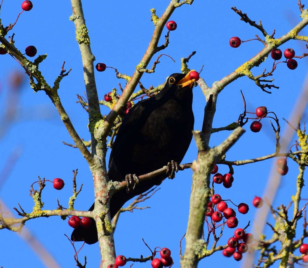 OTLFurtography's tweet photo. Today's 30 min nature walk yeilded so much!  #photography #Autumn #autumnvibes #photograghy #NationalStressAwarenessDay #mothernature #birding #birdphotography #bird #picoftheday @Shanks1Scotland @The_PhotoBattle @RSPBEngland #greattit #blackbird https://t.co/koWdOvcLTV
