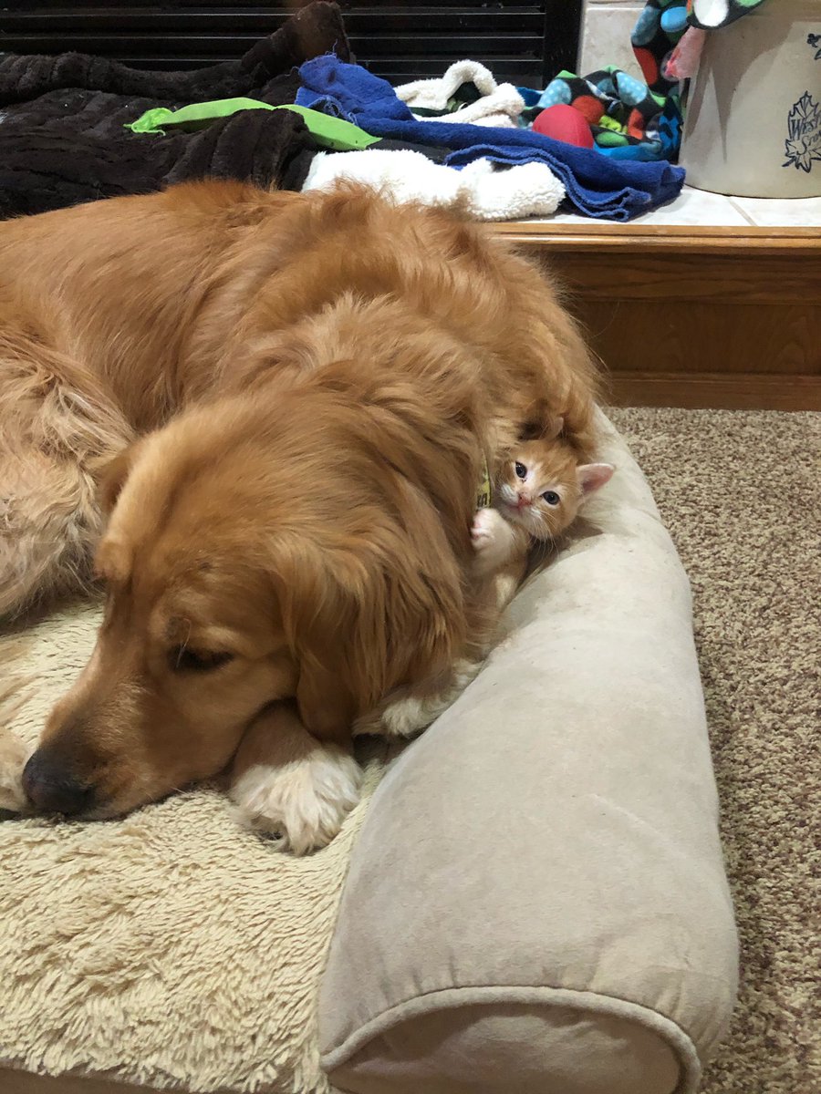 Dog mom of kittens update