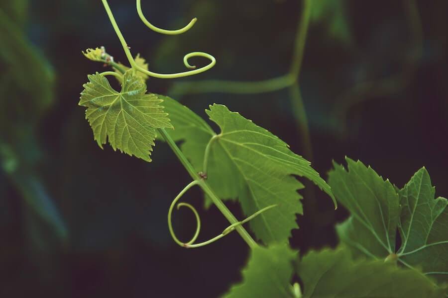 Sauvignon blanc and plant water status: How does it affect the vine and berry aroma potential?

Read more on the blog by Dr. Carien Coetzee - bitly.ws/aurC

#SauvignonBlancSA #SauvignonBlanc #WineWednesday #WineMaking