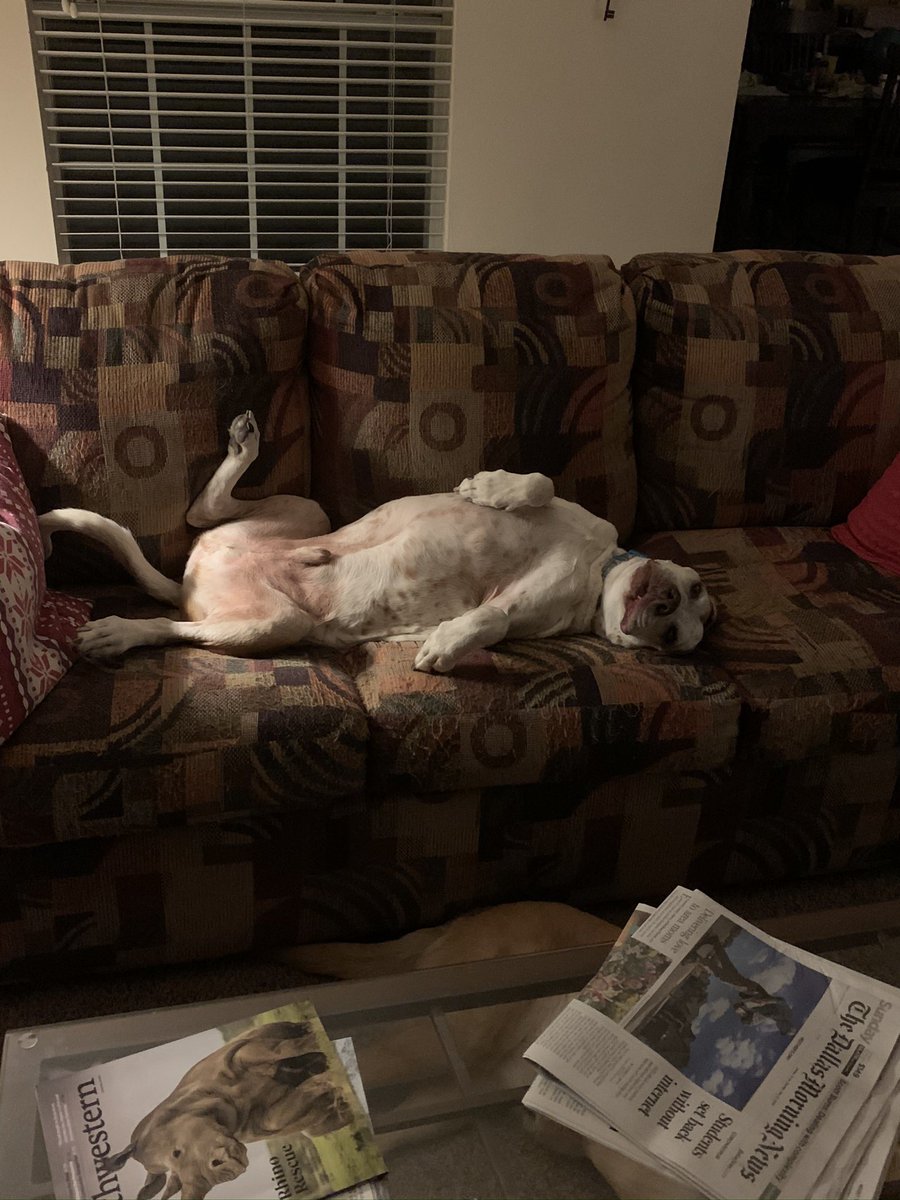 caroline_dunlap's tweet photo. Hey so I know a lot of people are stressed about the election so let’s start a chain of photos of your pets and or funny pics to cheer us all up. I’ll start with my 2 goofballs. https://t.co/zZTJBV1e1K