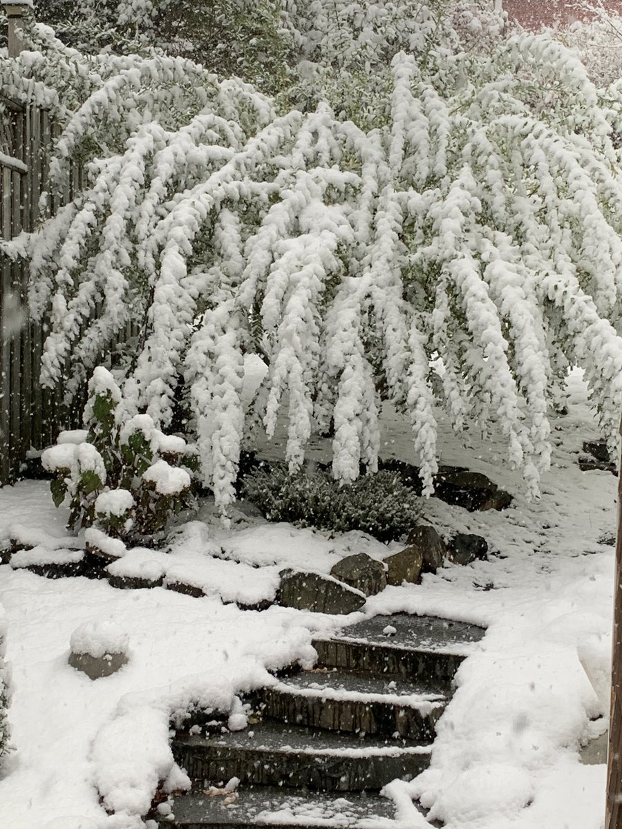 InTheSheShed's tweet photo. Early snowfall caught Colleen’s dappled willow by surprise...leaves had not yet dropped but no doubt will now. A well designed garden is beautiful year round. #thesheshed #thesheshedhalifax #wintergarden #dappledwillow https://t.co/erI9MUNNLs
