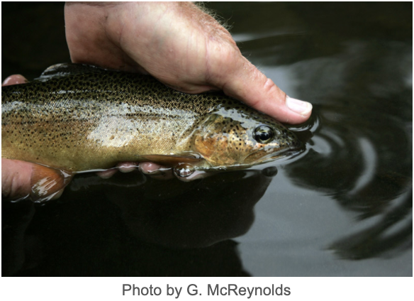 NMDGF's tweet photo. #TroutThursday Gila trout inhabit coldwater mountain streams, hunting insects and hiding in fallen branches and undercut banks; finding refuge in pools fed by groundwater seeps during droughts. #fishofNM #NMTroutChallenge #NMGameandFish #GilaTrout https://t.co/AqGWRr4RrH