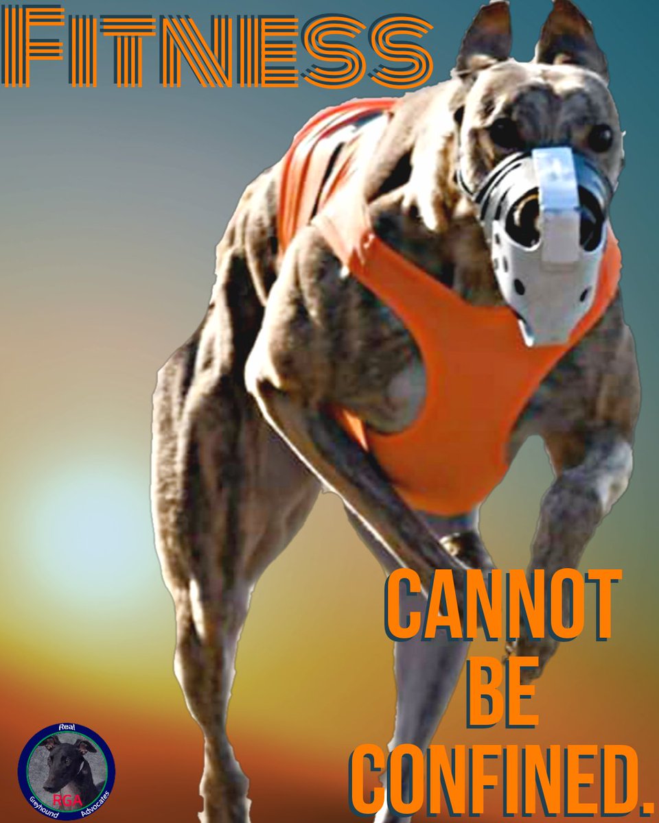RealGreyhound's tweet image. If you think a body like this can be achieved by being confined,
THINK AGAIN.

#Grey2KLies