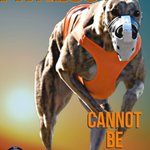 Photo by Real Greyhound Advocates (@RealGreyhound)
