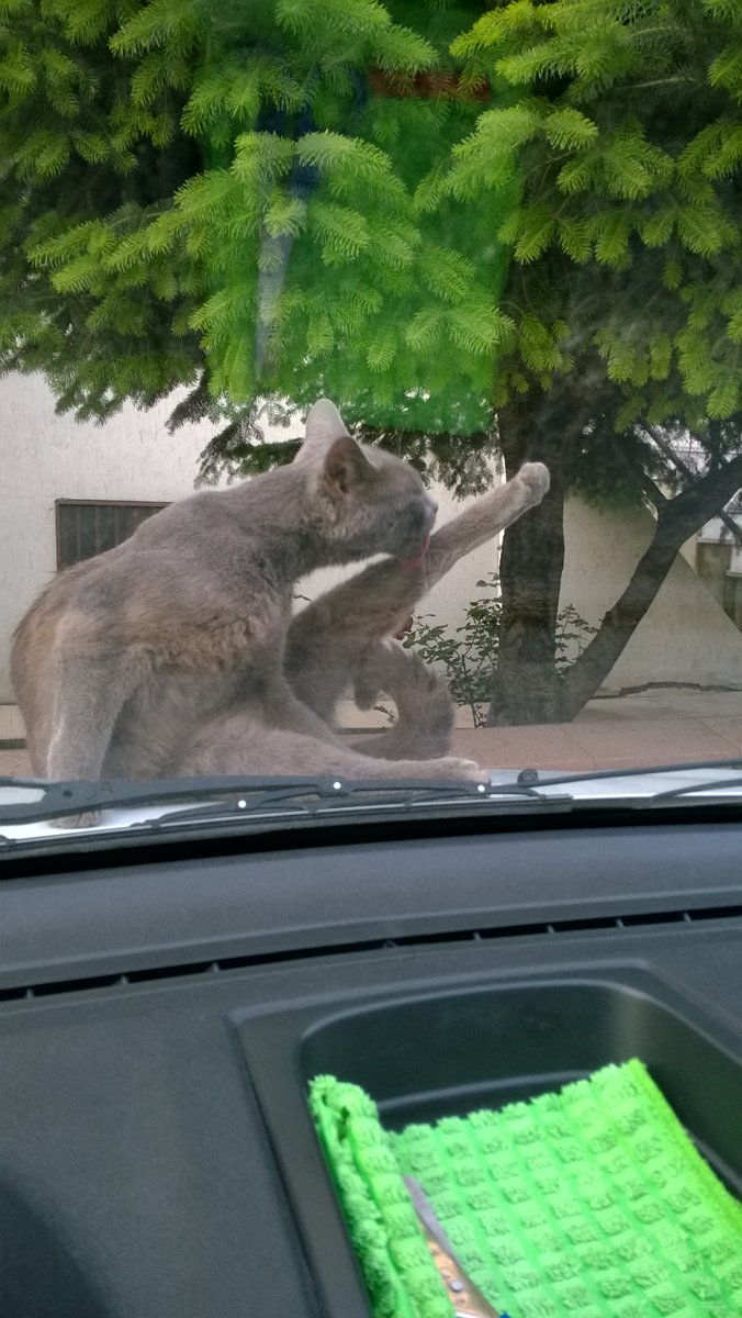 Şimdi bu kediyi rahatsız etmek olur mu? Kesinlikle ! Oturup beklersiniz. Ben de öyle yaptım. Öncelik hayvanların olmalı. Ebû hüreyre boşuna mı cübbesine oturan kedi için orasını kesti. Efendimiz (sav) ordunun yolu üzerindeki bir kuş yuvasının başına korumak için nöbetçi dikmişti.