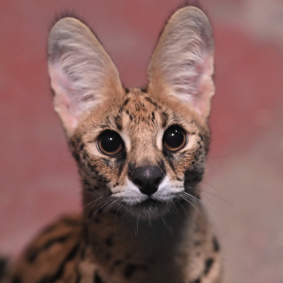 年版 かわいいと評判のサーバルですが 美少女とおっさんではこれだけの差があります おっさんのおっさん感すごいな 全然違う可愛さでよき Togetter 年版 かわいいと評判のサーバルですが 美少女とおっさんではこれだけの差があります おっさんのおっさん感すごいな 全然違う可愛さでよき Togetter