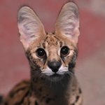 かわいいと評判のサーバルでも？実は美少女とおっさんではこれだけ差がある!w