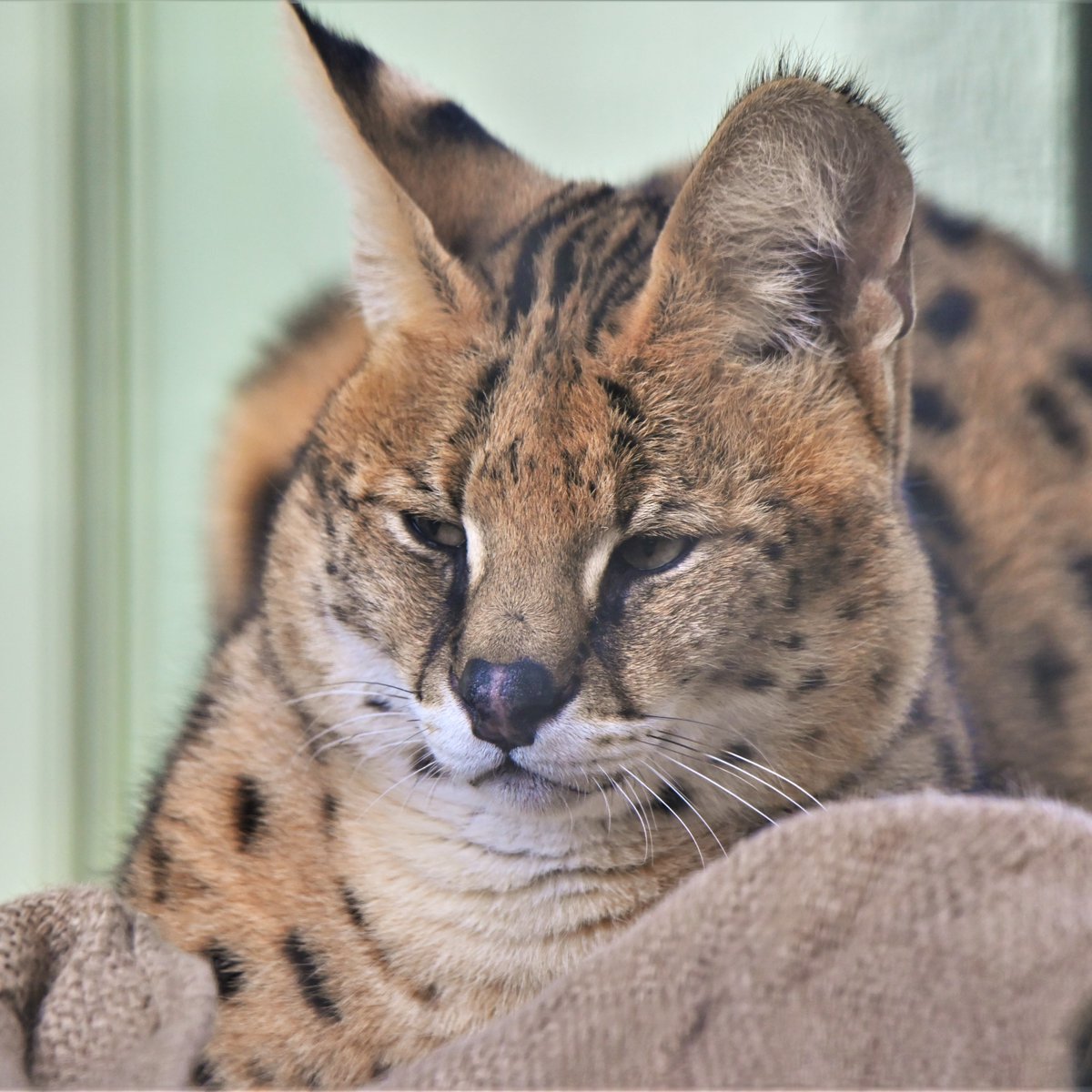 年版 かわいいと評判のサーバルですが 美少女とおっさんではこれだけの差があります おっさんのおっさん感すごいな 全然違う可愛さでよき Togetter
