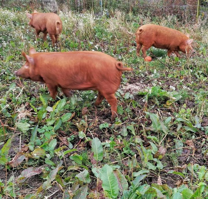 Tamworthpigscheshire tweet media