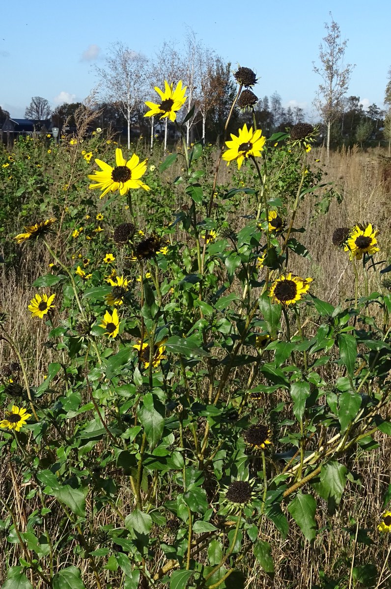 Rondje rondom <a href="/Geffen_nl/">Geffen.nl</a> 🚶