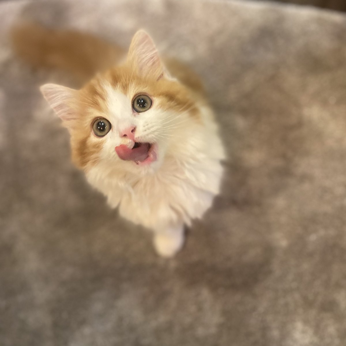 木﨑ゆりあ しゃけ おにかわっ 猫アレルギーです 久々のみぃちゃん素敵な時間だったあ 新しいカメラで沢山写真撮りましたのでそのうちインスタで 木﨑ゆりあ しゃけ おにかわっ 猫アレルギーです 久々のみぃちゃん素敵な時間だったあ 新しいカメラで沢山写真撮りましたのでそのうちインスタで