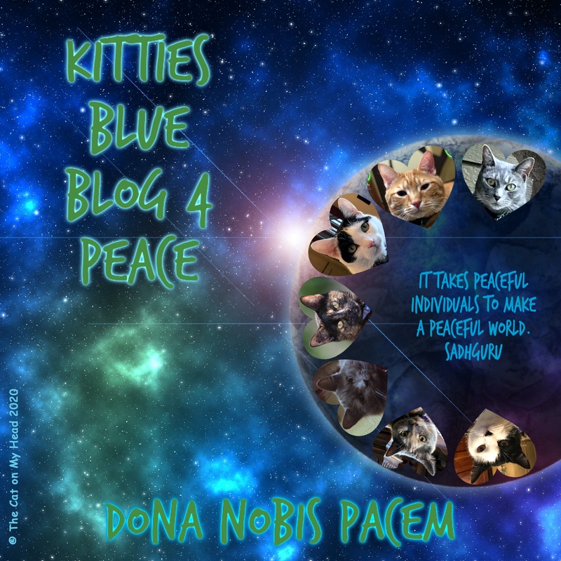 Janet Blue (@kittiesblue) on Twitter photo 