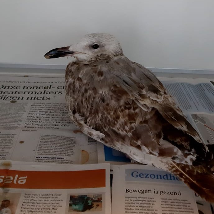 DierenAmsterdam's tweet photo. Zielige #meeuw heeft n gat slokdarm, wat je ziet is de tong die uitsteekt. Geweldige (vrijwillige!) vogelarts van #Dierenkliniek #IJburglaan zette tong op zijn plaats en hechtte slokdarm. Herstellen bij Ome Gerrit en tante Yvonne @Toevlucht #vrijwilligers Beterschap pechvogel. https://t.co/XVQmVxYKhE