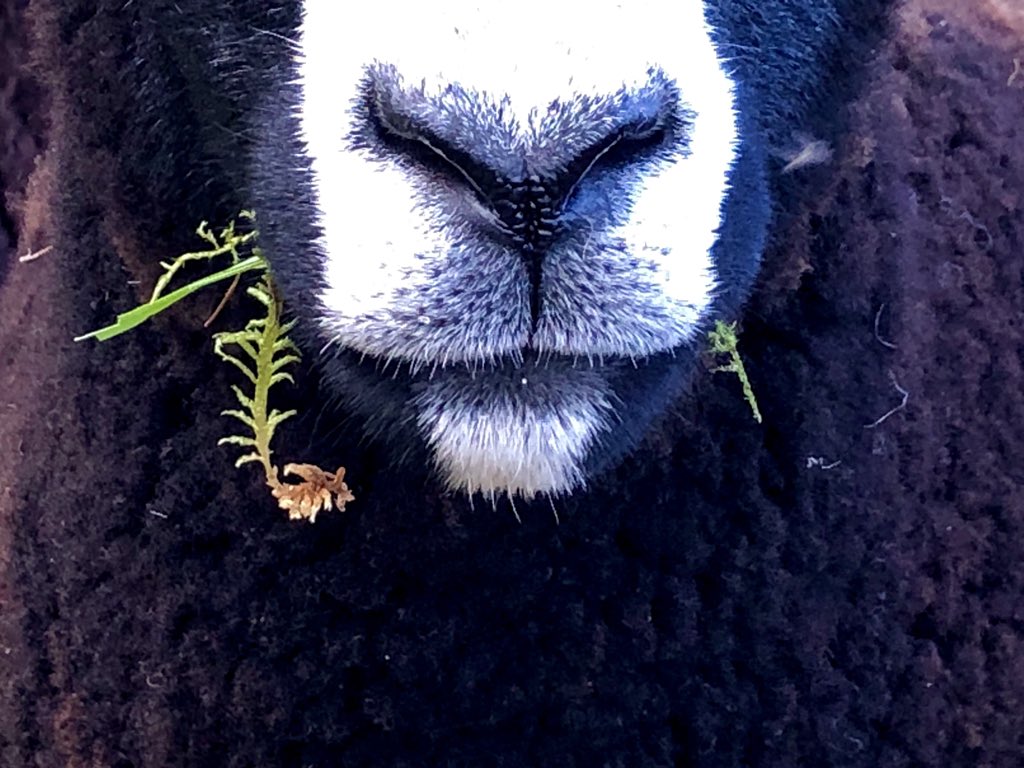 A Zwartbles sheep nose with moss