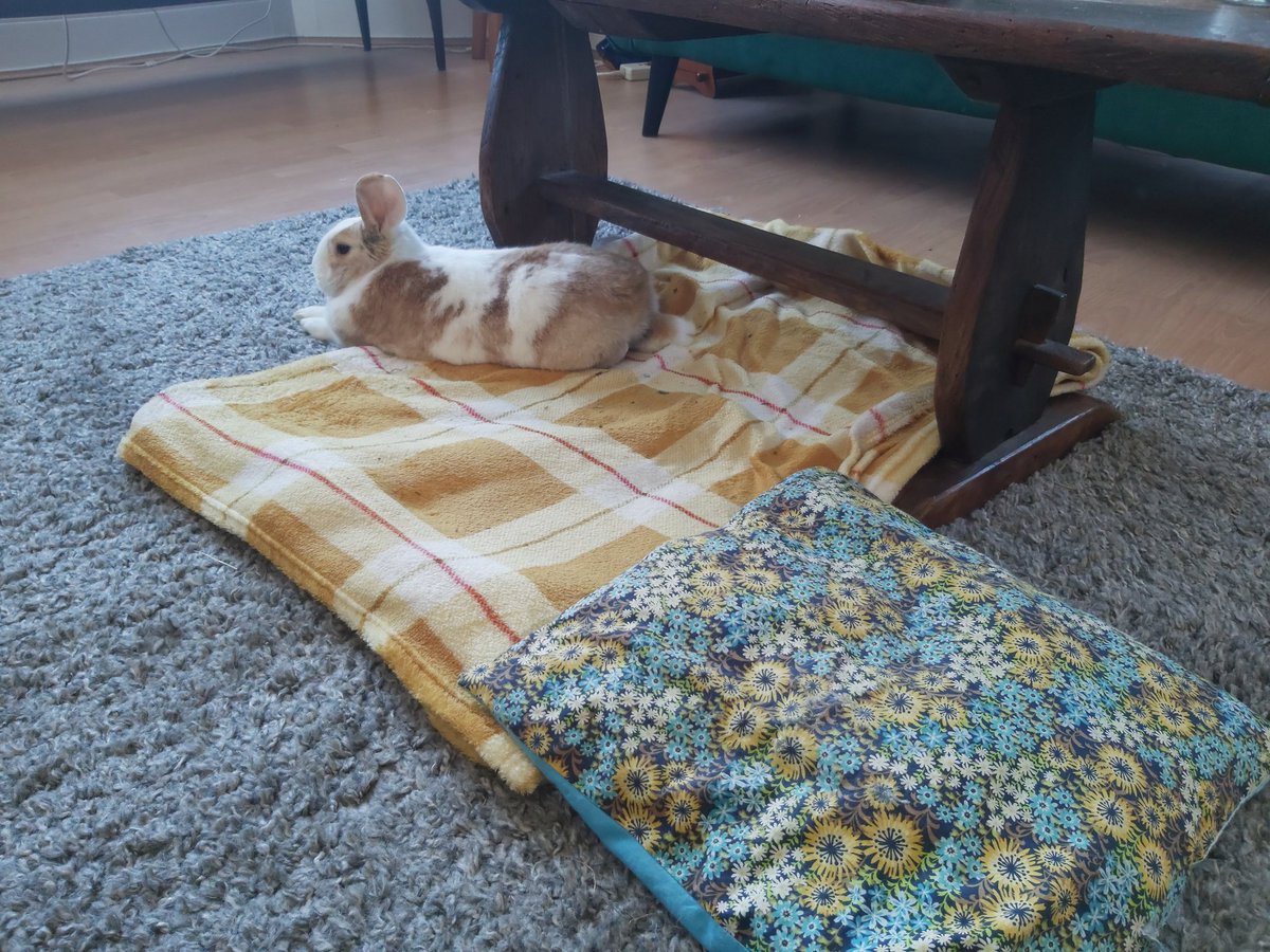 handsomeericbun's tweet photo. Mummy says daddy is going to tell me off when he gets home. I dont know why? I think making the carpet bald is an excellent use of my time. Also, I am not stupid, I can just move the blanket! Honestly @BilliejeanBunny I think #bunite needs to hear of this https://t.co/SB9Tzy9nV3