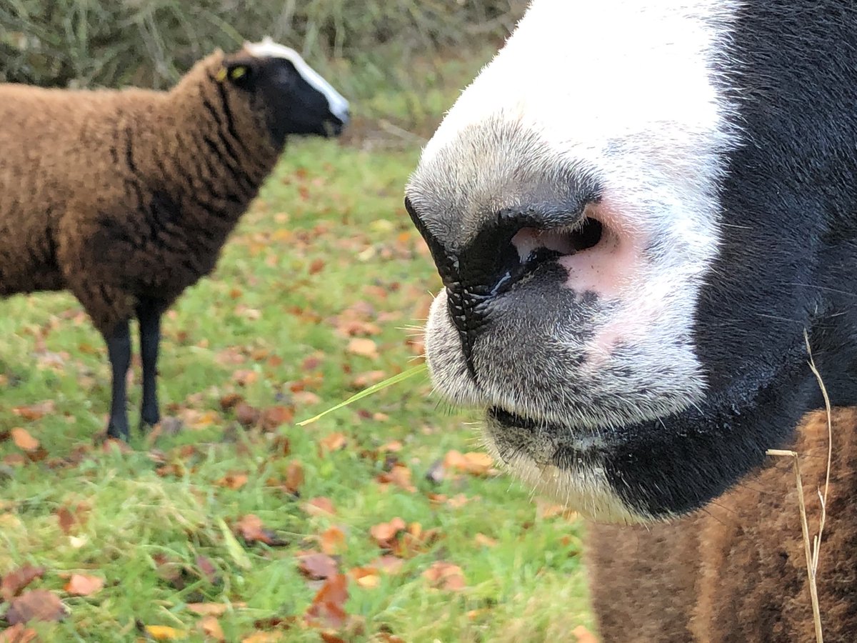 Yes another Zwartbles sheep nose but a different ewe