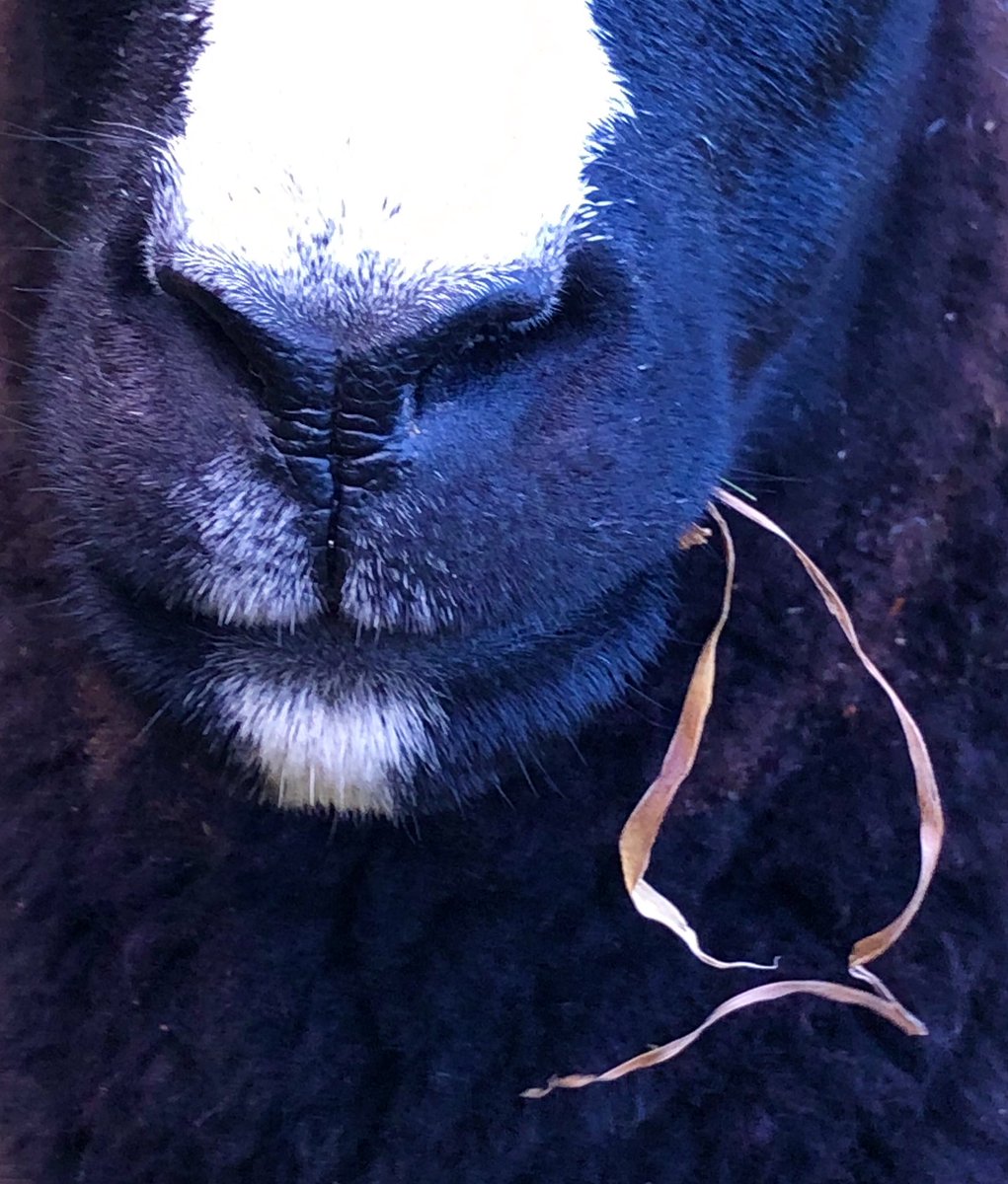 Yes and another zwartbles sheep nose this time with dried grass.