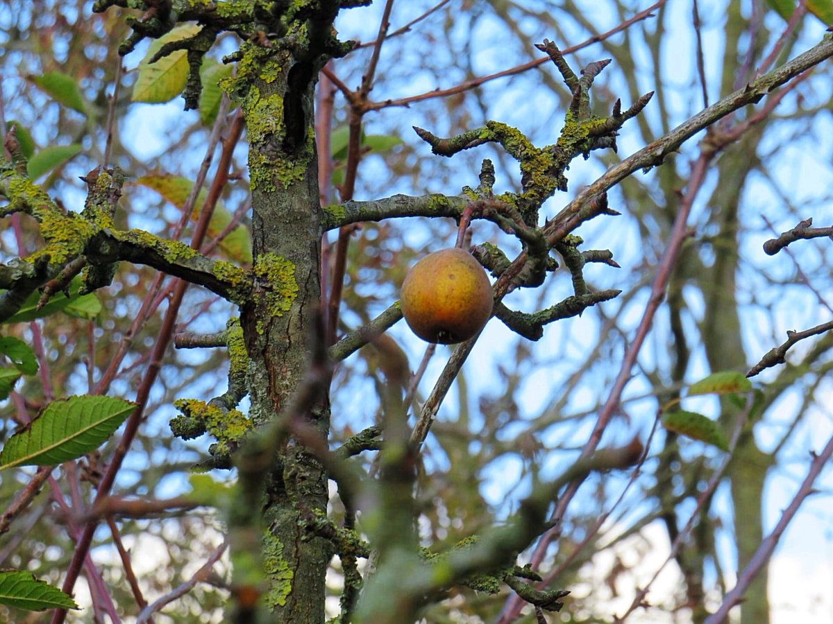 4 november: 
Dankdag voor gewas en arbeid. 
Ondanks alles is het goed om stil te staan bij mooie momenten en de goede dingen in ons leven - hoe klein ook......
#lockdown #staysafe #coronamaatregelen #COVID19NL #Corona #dankdag #moestuin #gewas #noestearbeid #oogst