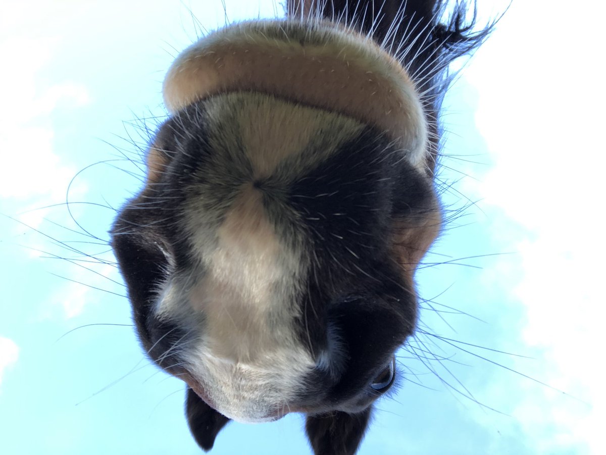 Another horse nose ~ belonging to Grasshopper