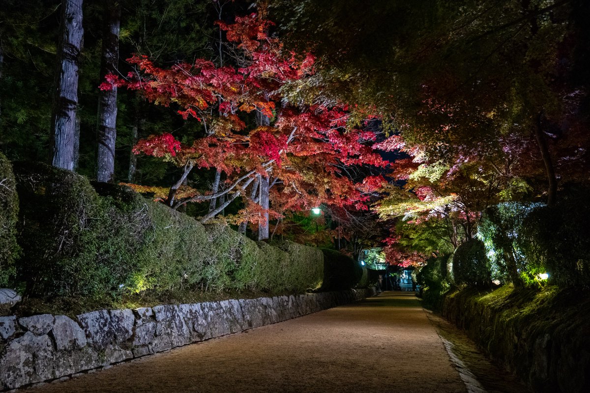 laserpapa's tweet photo. #高野山 の #紅葉  #ライトアップ その3 ^^！

#LUMIX #S5  #LUMIXS5 #手持ち #キットレンズ #LUMIXS2060 #ISO10000 https://t.co/xhRJSpLA16
