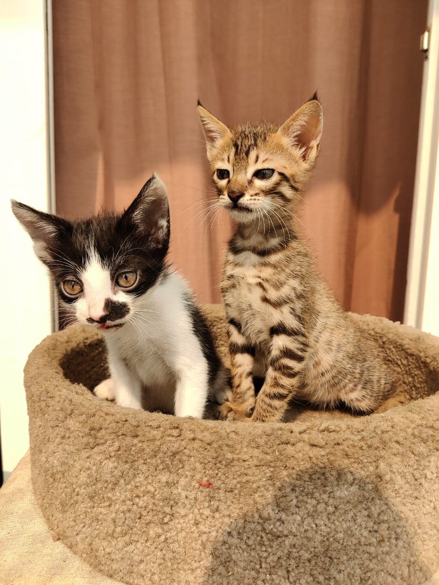 Paws for a Cause: NCR Adoptions tweet media