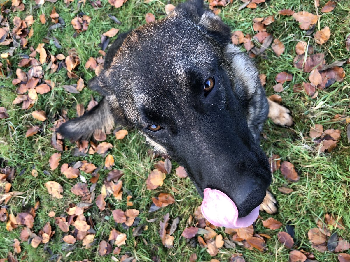 An embarrassed nose ~ do I have tooooo The SheWolf