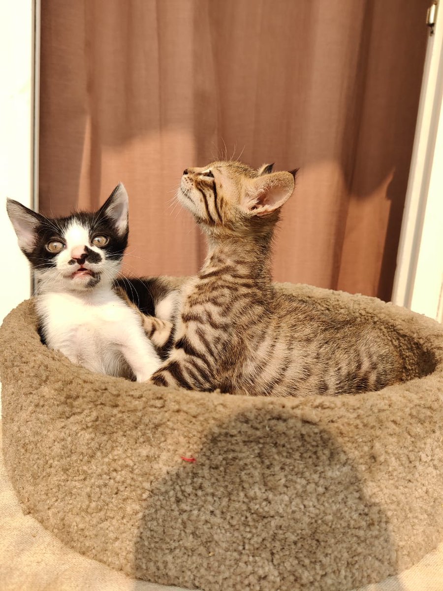 Paws for a Cause: NCR Adoptions tweet media