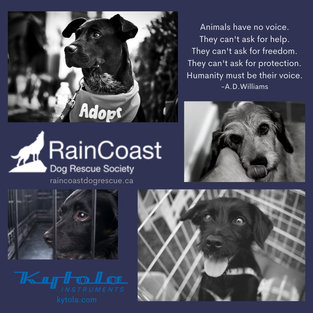 Every year, around holidays, Kytola North America employees can donate to the charity of their choice to #giveback and lift the positive holiday spirits.
This year Hans Kos chose to donate to this wonderful 100% non profit, volunteer based charity; RainCoast Rescue Society.