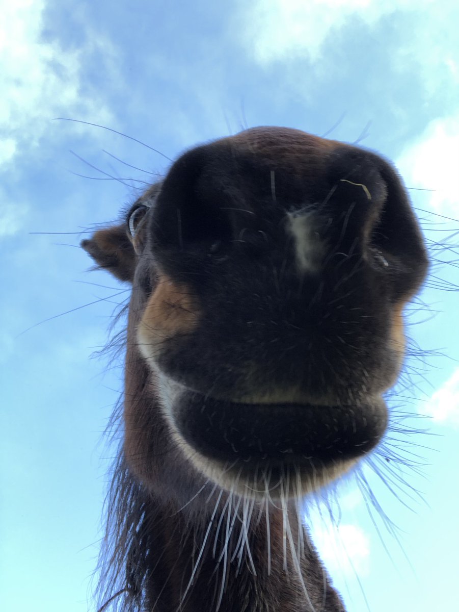 Ishka nose me - another horse nose