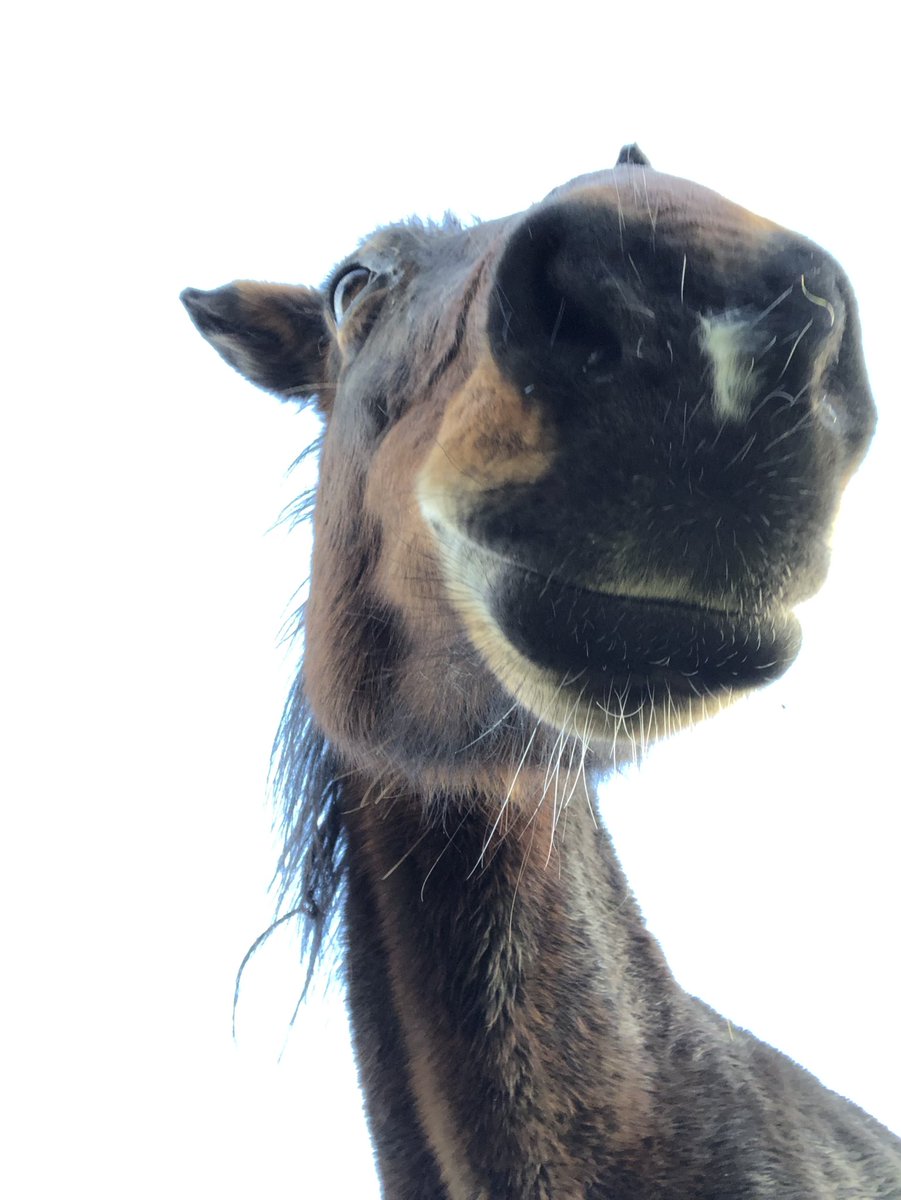 Ishka nose me - another horse nose