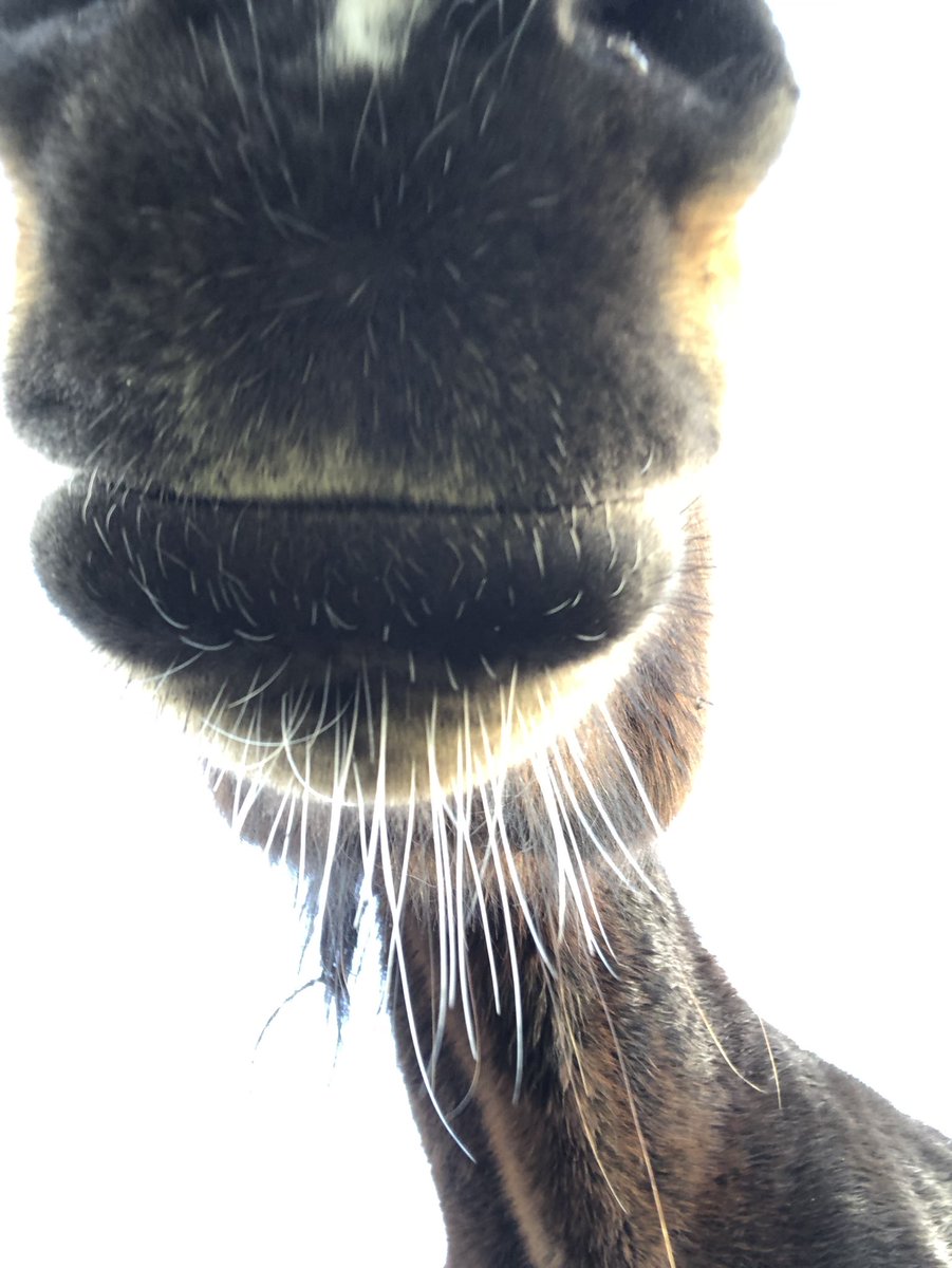 Ishka nose me - another horse nose